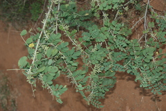 Indigofera caerulea